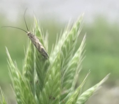 Trichoptera