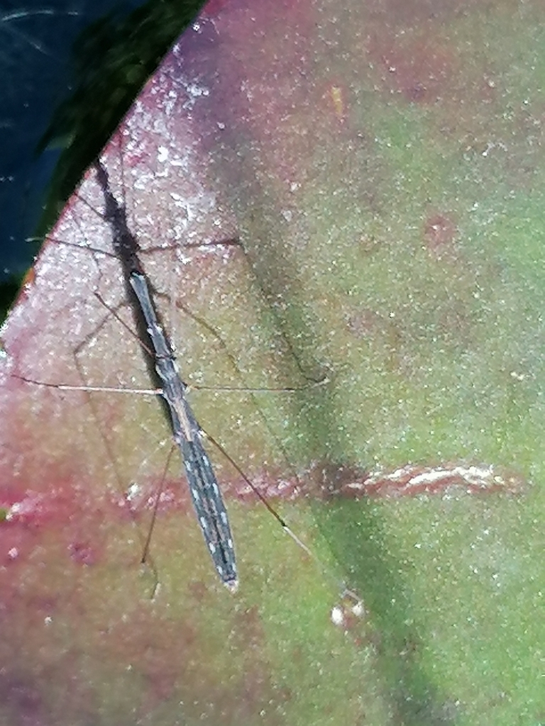 Common Water Measurer from 14167 Berlin-Bezirk Steglitz-Zehlendorf ...