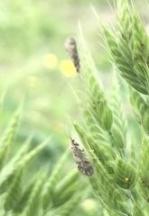Trichoptera