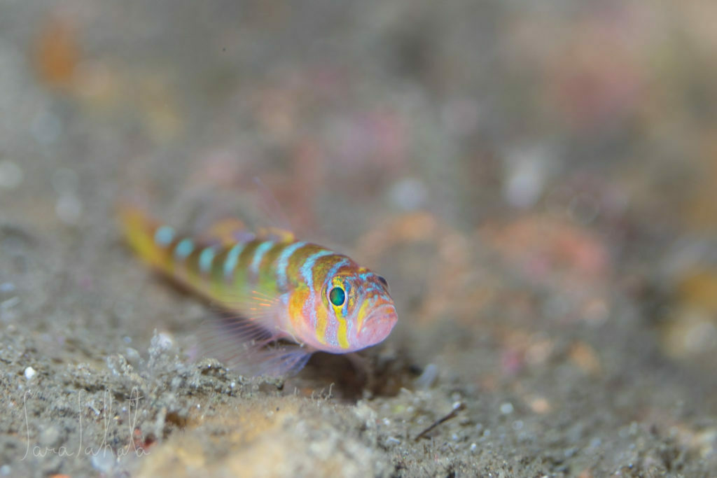 Brown Pygmygoby