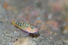 Brown Pygmygoby photo 1