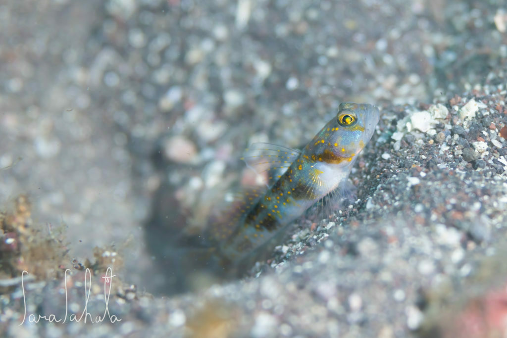 Vanderhorstia rapa