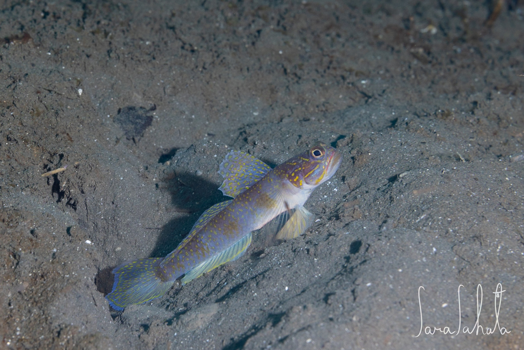 Largefin shrimpgoby (Vanderhorstia macropteryx) — Gobiidae