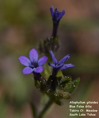 Allophyllum gilioides