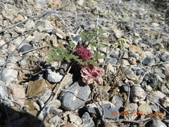 Cymopterus glomeratus