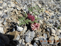 Cymopterus glomeratus