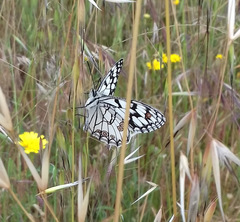 Melanargia ines