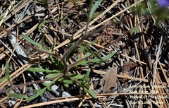 Allophyllum gilioides