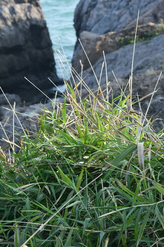 Phacelurus latifolius iNat (3)