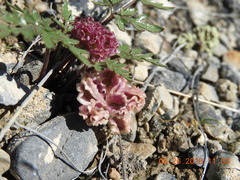 Cymopterus glomeratus