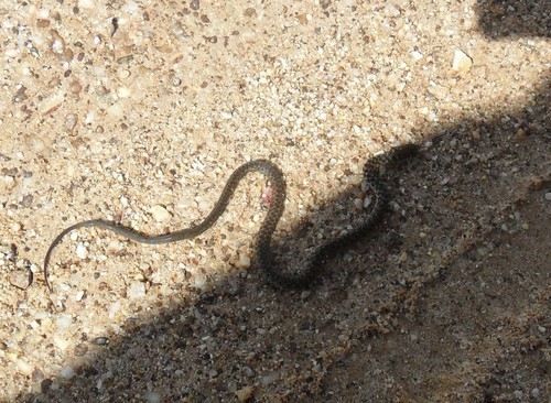 Almaden Ground Snake