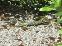 Scelarcis perspicillata