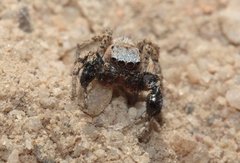 Habronattus oregonensis