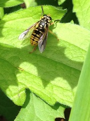 Temnostoma alternans