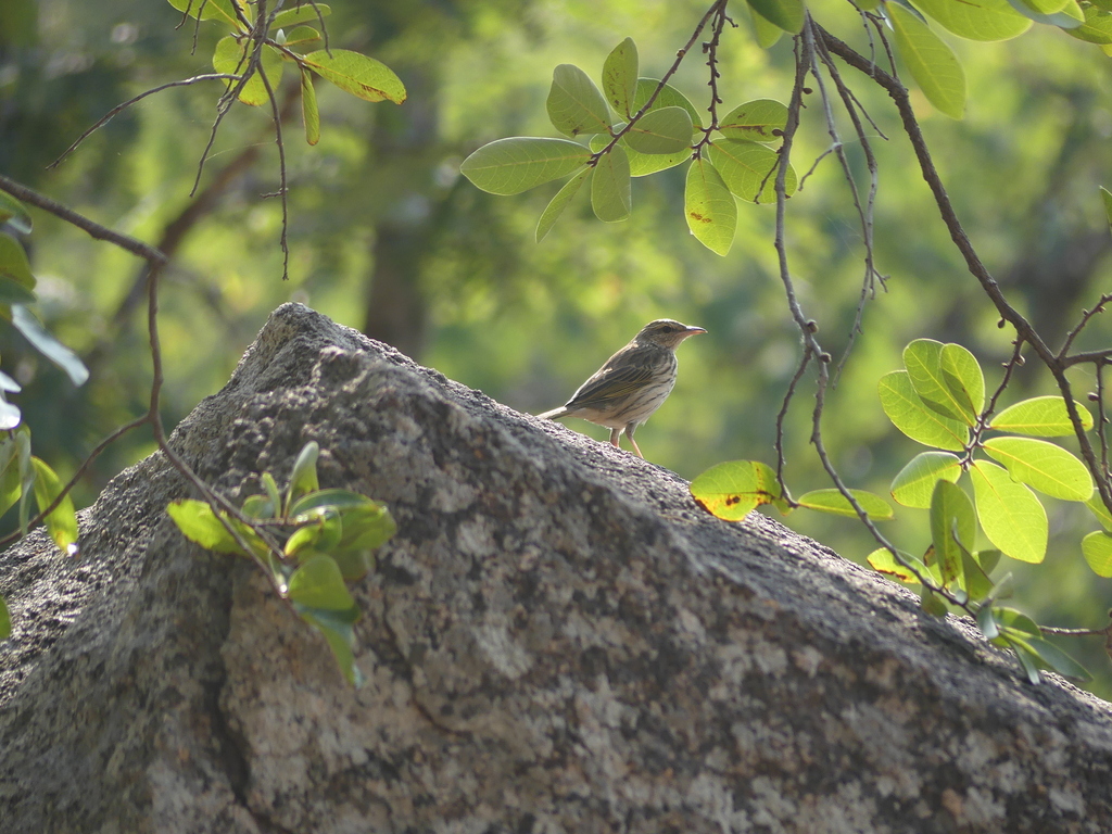 Striped Pipit from Dzalanyama on May 29, 2024 at 03:24 PM by rguinness ...