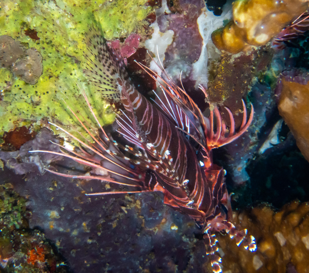 broadbarred firefish