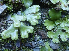 Marchantia foliacea