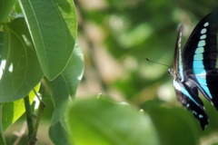 Graphium teredon