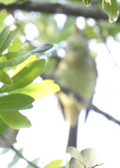 Empidonax flaviventris