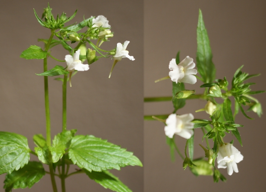 Nemesia melissifolia