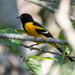 Bar-winged Oriole - Photo (c) José Antonio Linage Espinosa, some rights reserved (CC BY-NC), uploaded by José Antonio Linage Espinosa