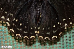 Papilio menatius morelius