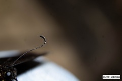 Papilio menatius morelius