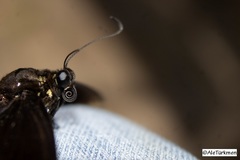 Papilio menatius morelius