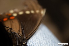 Papilio menatius morelius