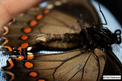 Papilio menatius morelius