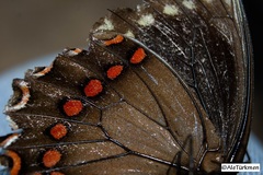 Papilio menatius morelius
