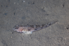 Scalyhead Goby photo 2