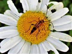 Stenurella septempunctata
