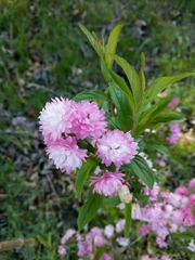 Prunus glandulosa