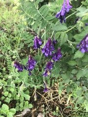 Vicia villosa