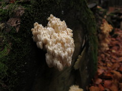 Hericium alpestre
