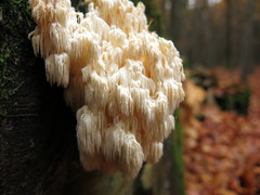 Hericium alpestre