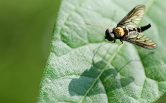 Chrysopilus thoracicus