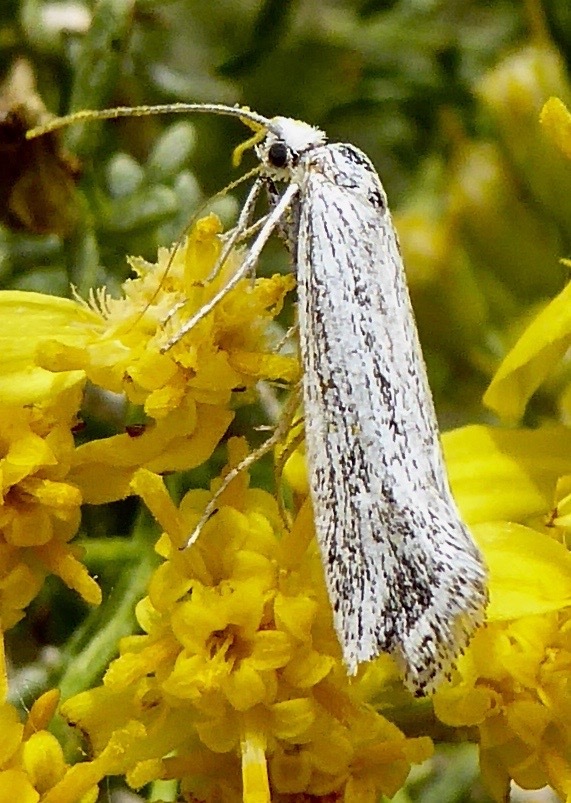 Ypsolopha striatella