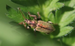 Phyllobius betulinus