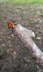 Strongylium hoepfneri