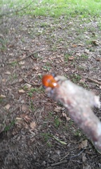 Strongylium hoepfneri