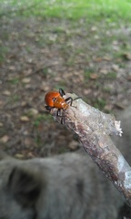 Strongylium hoepfneri