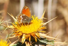 Coenonympha corinna