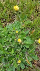 Pilosella flagellaris