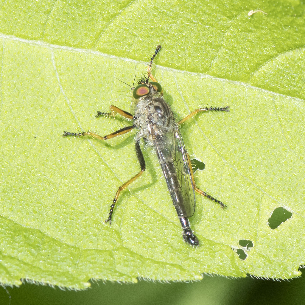 Yellow-thighed Bentbristle from Montgomery County, OH, USA on May 28 ...