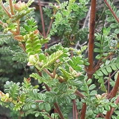 Weinmannia tomentosa