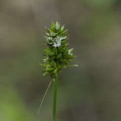 Carex muehlenbergii