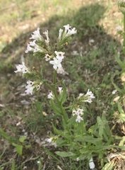Angiospermae