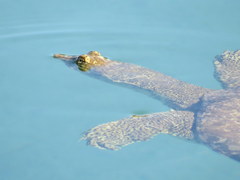 Apalone spinifera emoryi